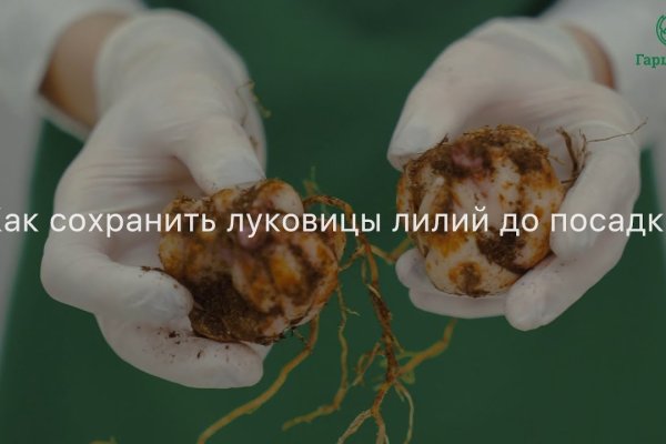 Ссылки в тор