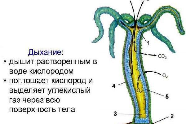 Кракен супернет лол